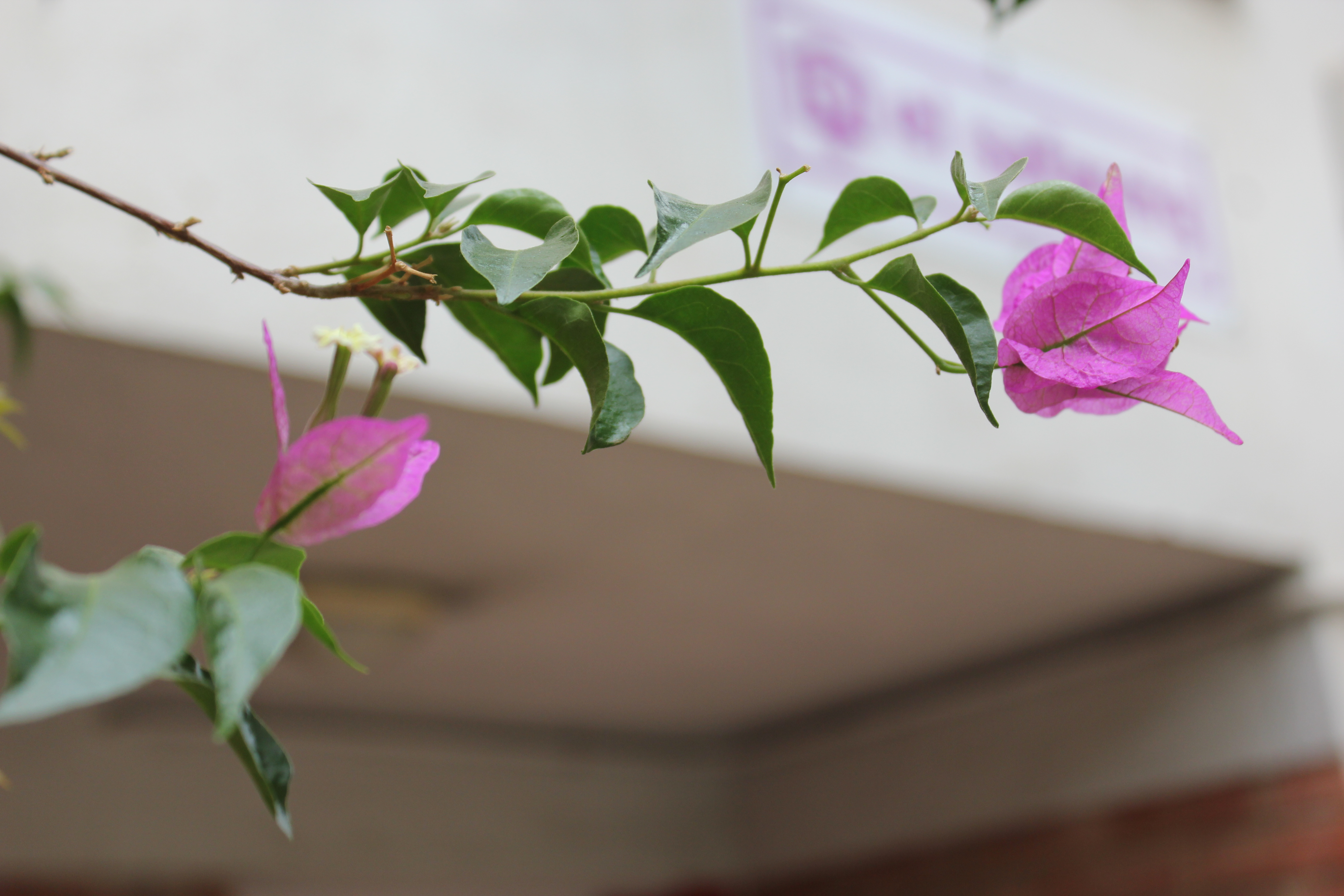 La primera acogida desde un servicio de atención a mujeres de orientación lacaniana